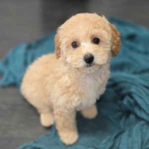 puppies for sale in boca raton