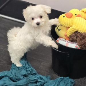 puppies for sale in boca raton