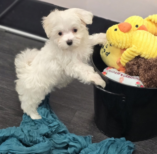 puppies for sale in boca raton