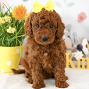 puppies for sale in boca raton