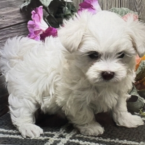 puppies for sale in boca raton