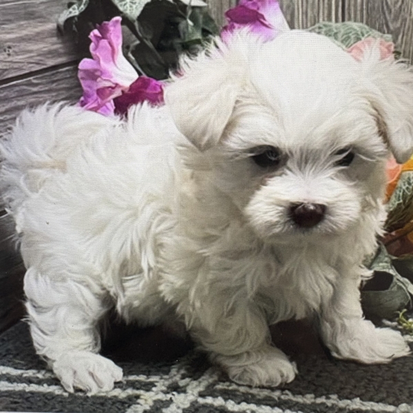 puppies for sale in boca raton