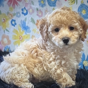 puppies for sale in boca raton