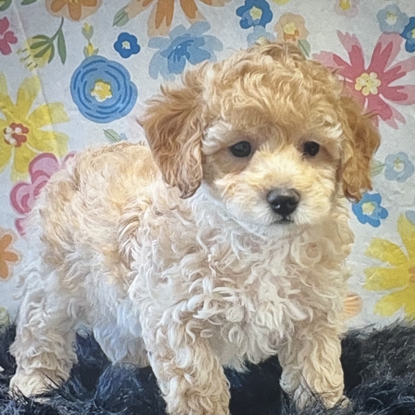 puppies for sale in boca raton