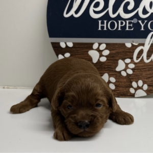 puppies for sale in boca raton