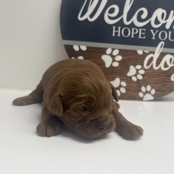 puppies for sale in boca raton