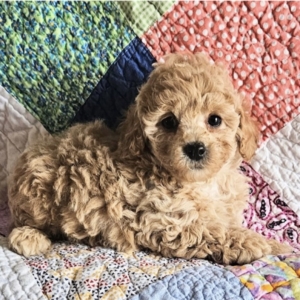 puppies for sale in boca raton