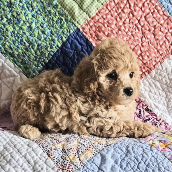 puppies for sale in boca raton