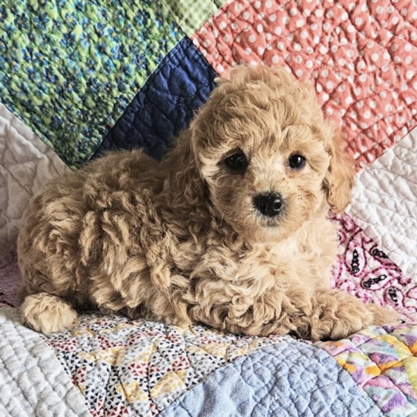 puppies for sale in boca raton