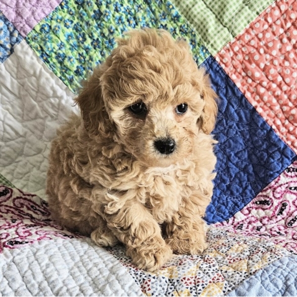puppies for sale in boca raton