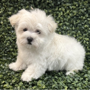 puppies for sale in boca raton