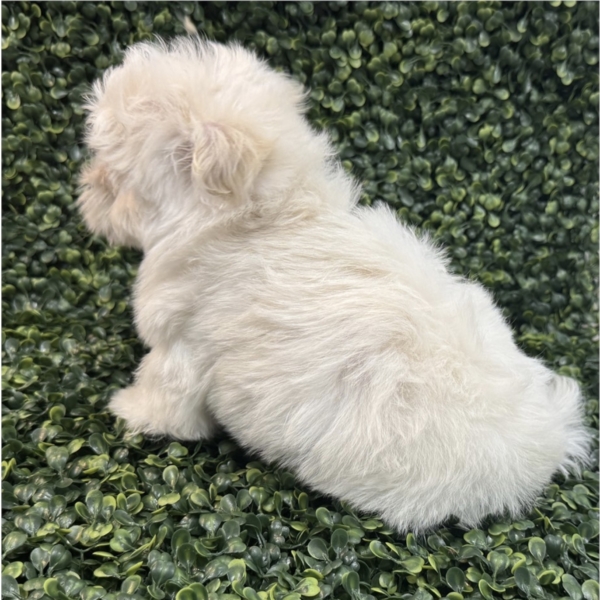 puppies for sale in boca raton