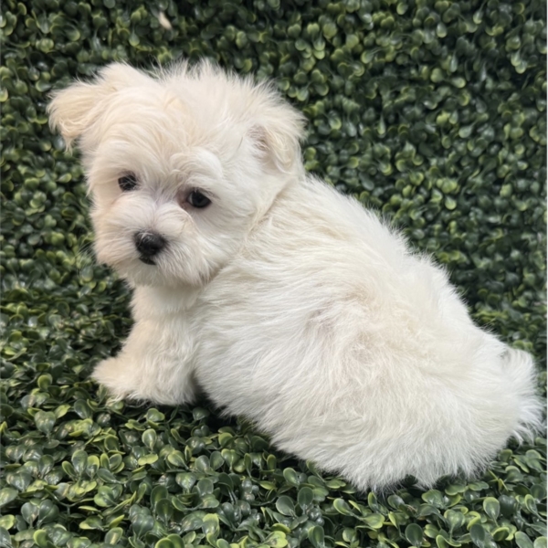 puppies for sale in boca raton