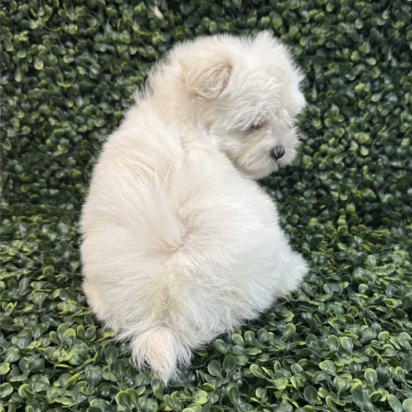 puppies for sale in boca raton