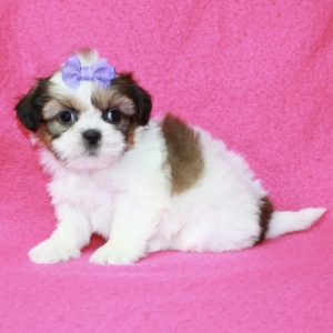 puppies for sale in boca raton