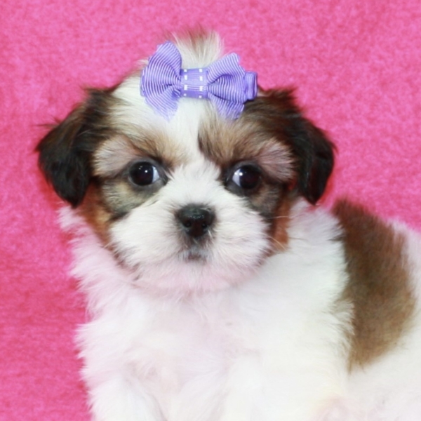puppies for sale in boca raton