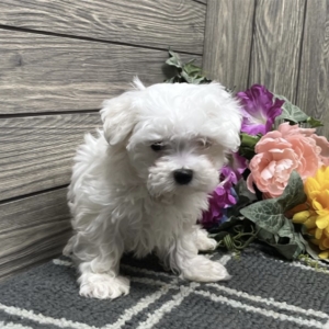puppies for sale in boca raton