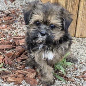 puppies for sale in boca raton