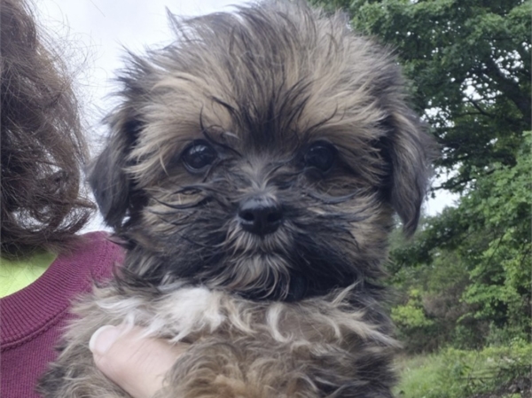 puppies for sale in boca raton