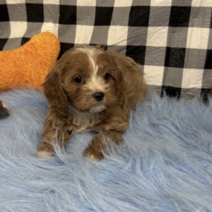 puppies for sale in boca raton