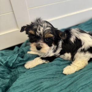 puppies for sale in boca raton
