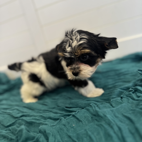 puppies for sale in boca raton