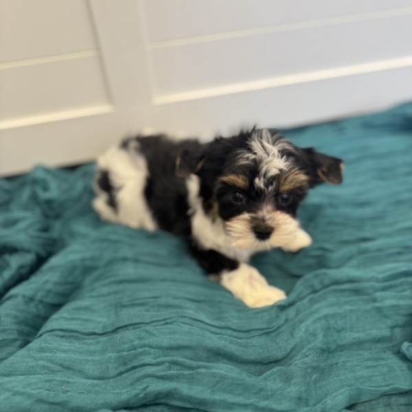 puppies for sale in boca raton