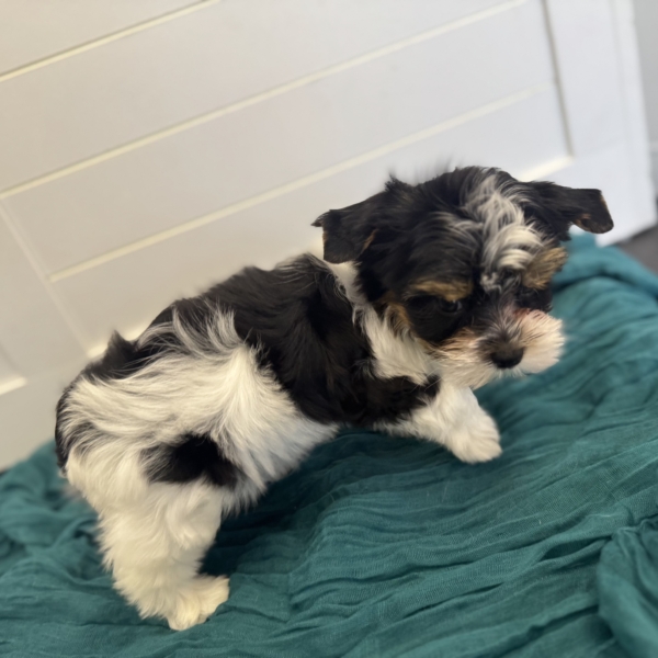 puppies for sale in boca raton