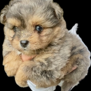 puppies for sale in boca raton