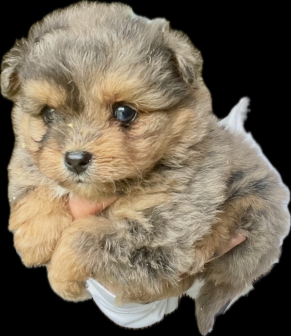 puppies for sale in boca raton