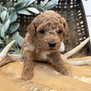 puppies for sale in boca raton