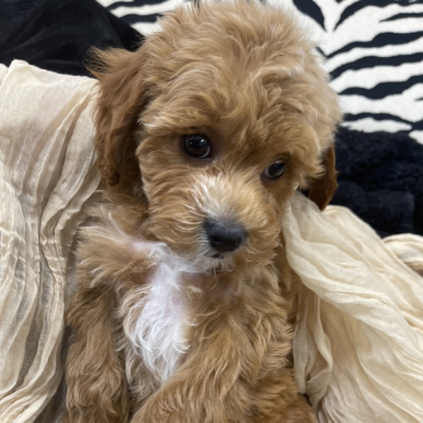 puppies for sale in boca raton