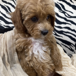 puppies for sale in boca raton