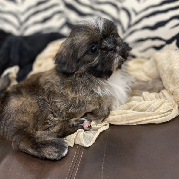puppies for sale in boca raton