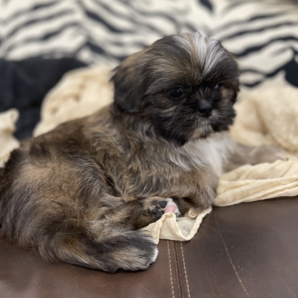 puppies for sale in boca raton