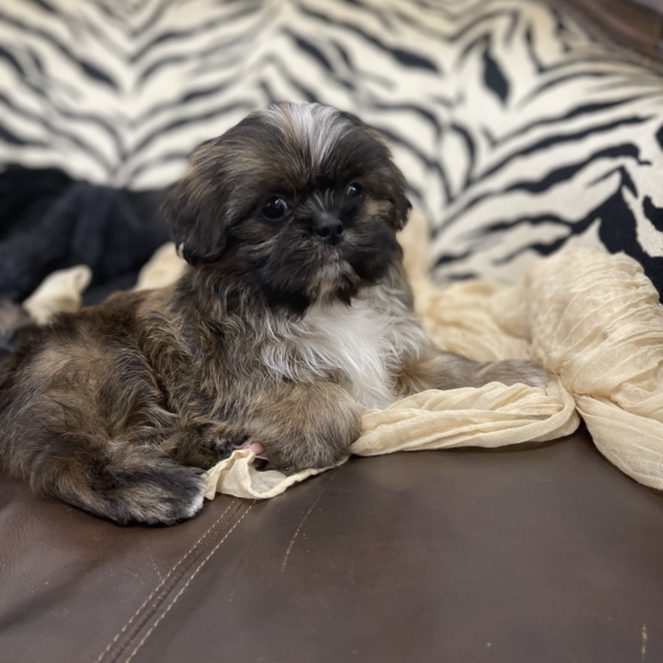 puppies for sale in boca raton