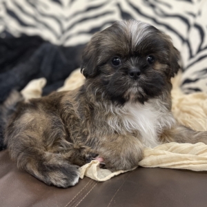 puppies for sale in boca raton