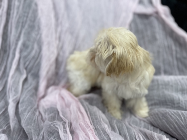 puppies for sale in boca raton