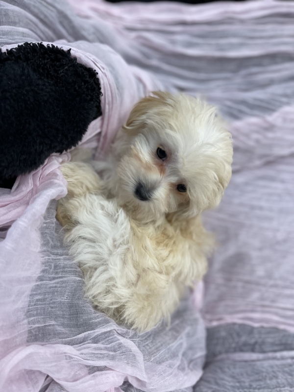 puppies for sale in boca raton