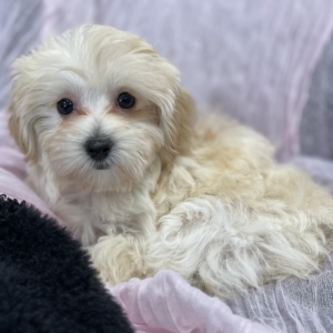 puppies for sale in boca raton