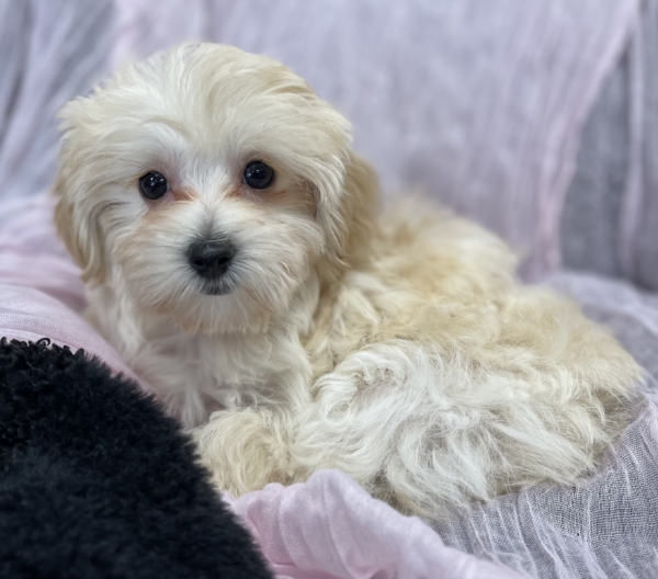 puppies for sale in boca raton