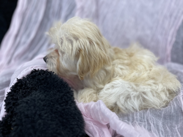 puppies for sale in boca raton