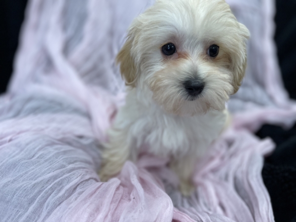 puppies for sale in boca raton