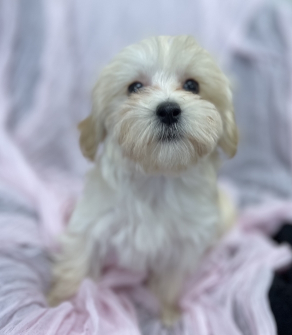 puppies for sale in boca raton