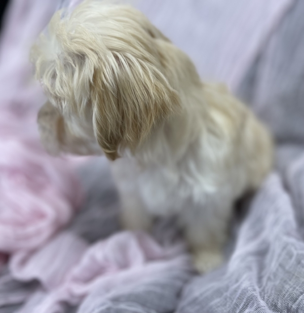 puppies for sale in boca raton