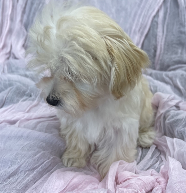 puppies for sale in boca raton