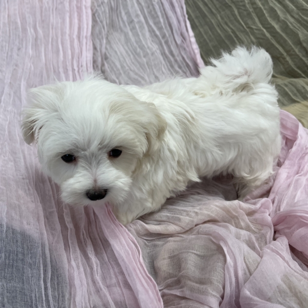 puppies for sale in boca raton