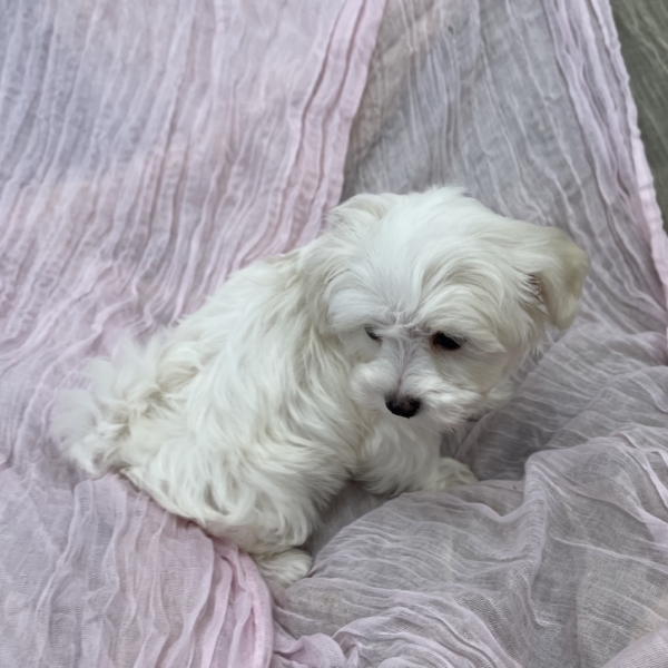 puppies for sale in boca raton