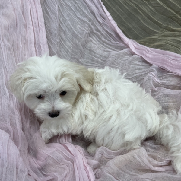puppies for sale in boca raton