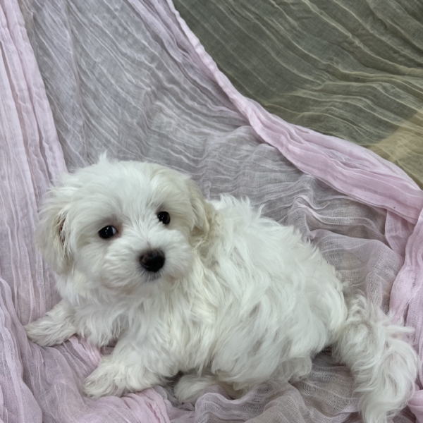 puppies for sale in boca raton